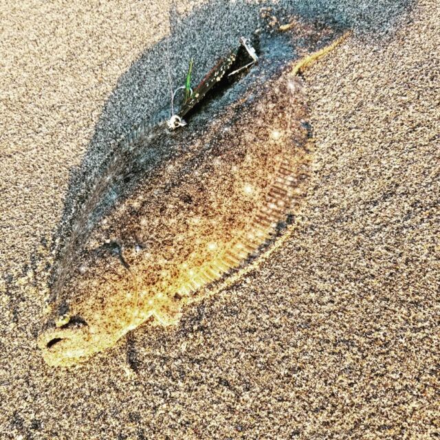 サーフに何度か通い…
念願の初ヒラメ！
サーフでまともな釣果も初！
しかし尻尾にスレがかり笑
次は口を使わせたい😆

タックル詳細
ロッド:コルトスナイパーBB S1000H
リール:サステイン4000XG
ライン:Rapala ラピノヴァX マルチカラー 1.5号
ルアー:Hayabusa JACK EYE マキマキ ゴールデンライブリー

#釣り #simano #サステイン#サステイン #fishing #ヒラメ #鮃 #サーフ #遠州灘サーフ#ヒットルアー(物理)